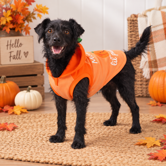 Little Pumpkin Pet Hoodie
